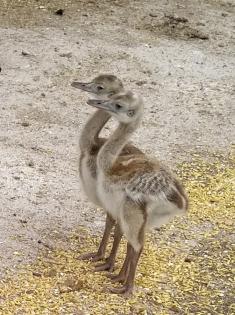 Biete Küken vom Nandu Laufvogel