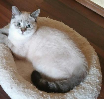 Bezaubernde BKH und BLH Teenis mit blauen Augen und Stammbaum suchen Traumzuhause