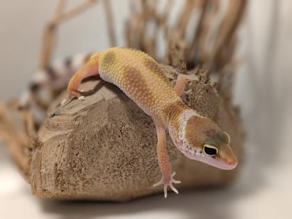 Leopardgecko aus Rostock 24. 11. 2024