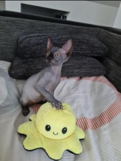 Sphynx Katzen 3 Jungs.