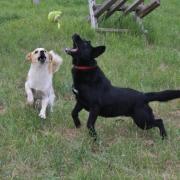 Ciro. ist so ein freundlicher, lieber Hund