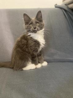 Maine Coon Kitten mit Stammbaum