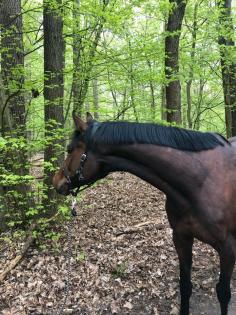 Bedingt reitbarer Beisteller Beistellpferd Stute 5 J.
