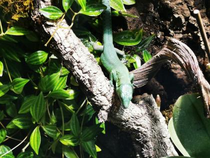 Gastropholis Prasina 1. 3