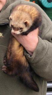 Suche dringend, 2 Rüden kastriert oder 2Fähen kastriert oder Pärchen
