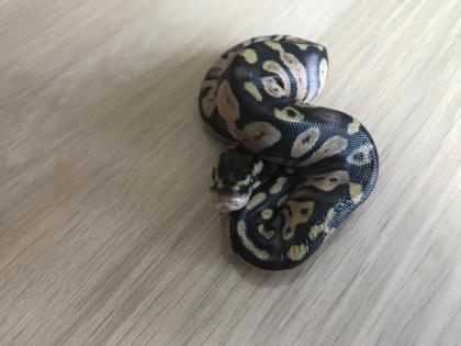 Inferno Pastel Echni Fader het piebald 9 Python regius