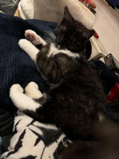 Maine Coon Mix