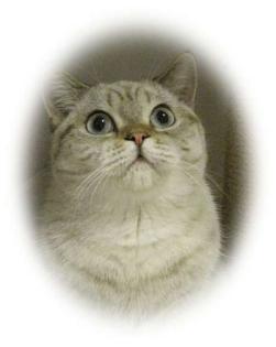 BKH Mädchen Britisch Kurzhaar Tabby- Point mit blauen Augen