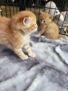 Birma-Hauskatze Mix 1Kater 1Kätzin Kitten