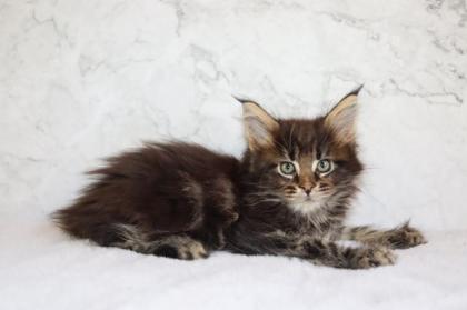 Maine Coon Kater im Wildlook sucht ab Ende August tolles Zuhause