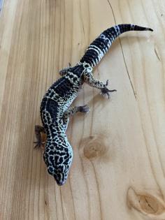 Leopardgecko, 1. 0 Black Night