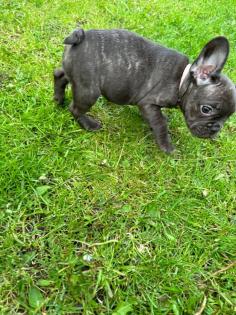 Hochwertige blaue Französische Bulldoggenwelpen zu verkaufen.