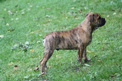 Continental Bulldog