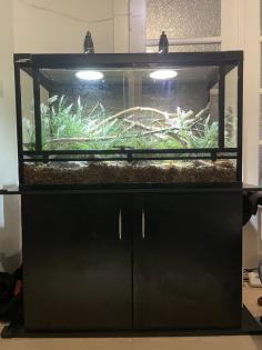 Terrarium mit/ohne Kornnattern und allem Zubehör
