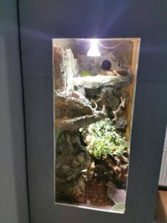 Kornnatter mit Terrarium