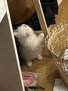 Britisch Langhaar Kitten