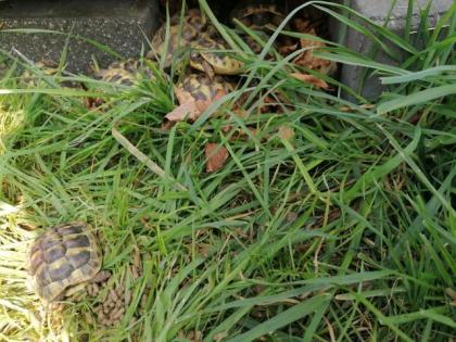 Grischiche Landschildkröten THB