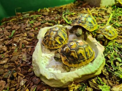 Griechische Landschildkrötenbabys