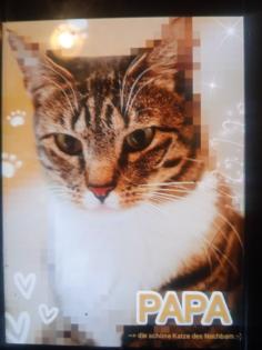 2 kleine amerikanische Shorthair Mix Katzen 16Wo, weibl.