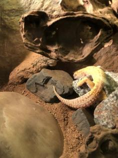 3 Geckos mit Terrarium zu verkaufen