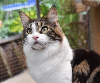 Zuzanna- Maine Coon Mädel mit Papieren, 14 Monate kastriert