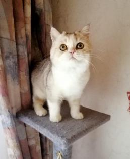 Schottische Faltohr Katze, Honda Helika, weibchen