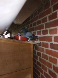 Taubenpärchen zuverkaufen