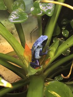 Dendrobates Azureus Nachzuchten