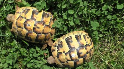Griechische Landschildkröten Nachzucht 2024 THB, Ostrasse