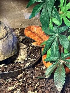 Kornnattern mit Terrarium