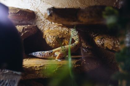 Terrarium mit 3 Leopardgeckos weibl. 0. 1