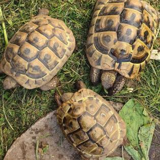 Verkaufe Griechische Landschildkröte - Testudo hermanni boettgeri