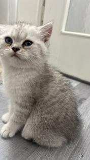Britisch kurzhaar kitten