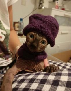Sphynx-Katzenbabys vom Züchter