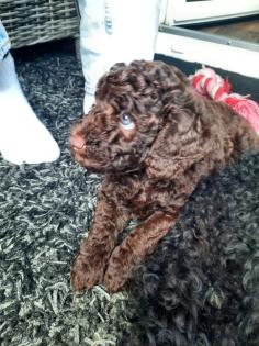 Goldendoodle Mini / Medium Welpen