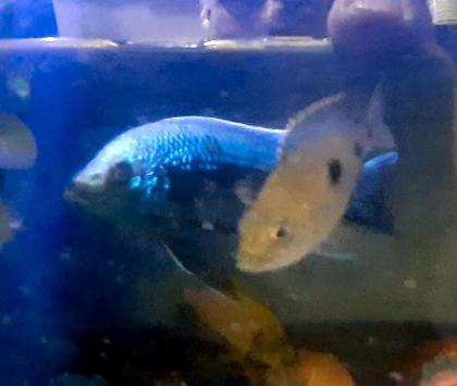 Aquariumbesatz Malawi Tanganjika Mittelamerika
