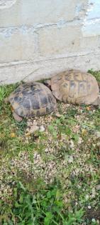 Thb Zuchtgruppe - 5 Weibchen und 1 Männchen