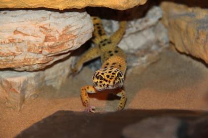 Wunderschönes Terrarium für Geckos mit Zubehör