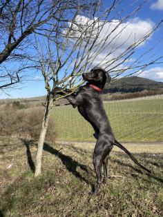 Blauer Weimaraner reinrassig