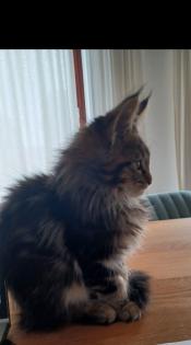 Maine Coon Kitten - noch 2 Kater und Katze