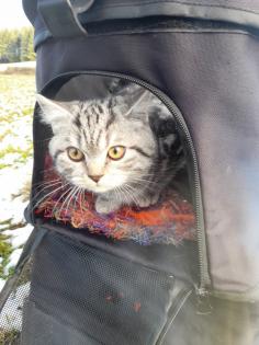 Typvoller junger BKH Kater mit Ahnentafel, geimpft, entwurmt, gechipt, kastriert, aus HCM PK