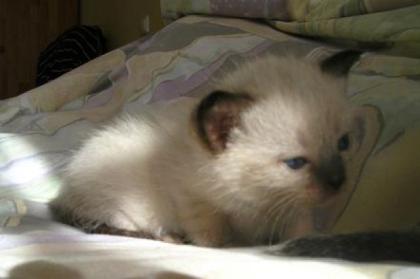 Zwei traumhaft süße Thaikitten m u. w suchen eine neue Familie