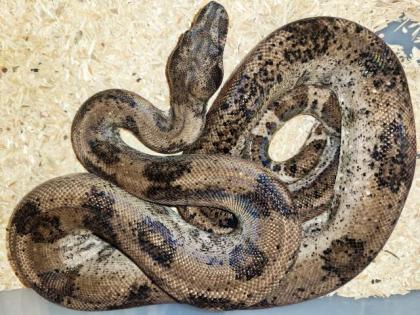 Adulte Boa constrictor / Zuchttiere