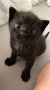 Kätzchen Kitten zu verkaufen