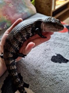 Blauzungenskink mit komplettem Terrarium