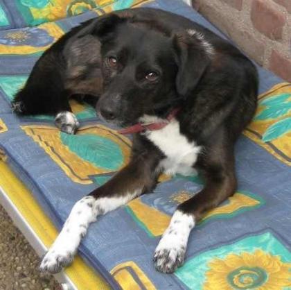 Bordercollie