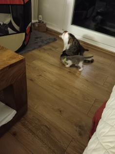 5 Katzenbabys zu verkaufen