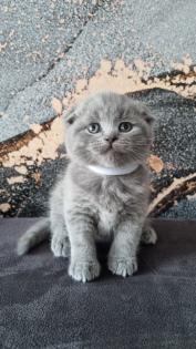 Süsse BKH Kitten Mix suchen neues Zuhause