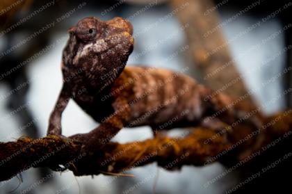 Pantherchamäleon Furcifer Pardalis Ambilobe DNZ Weibchen Pantherchameleon
