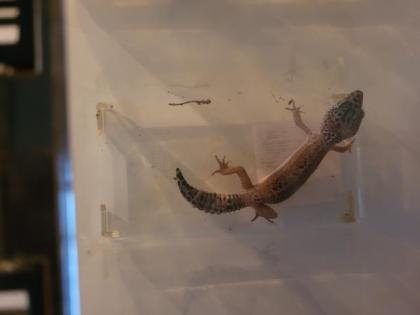 VK 3 leopardengekos weibchen